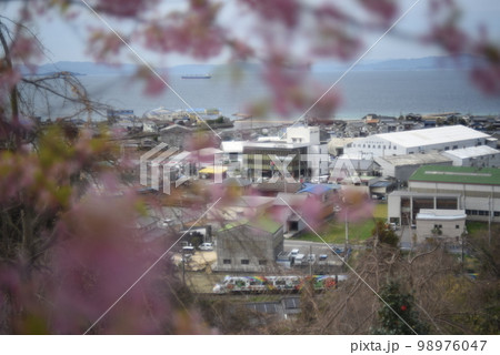 満開の桜の向こうに見える街並み 98976047