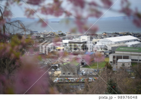 満開の桜の向こうに見える街並み 98976048