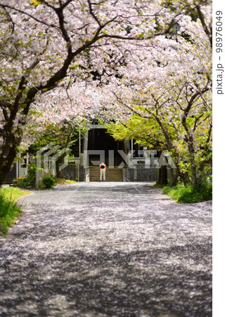 神社の参道 桜の花びらでいっぱい 神社の参道 桜の花びらでいっぱい 98976049