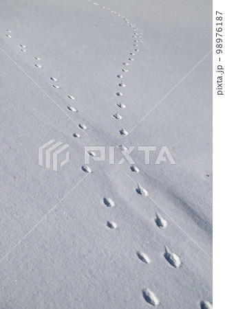 雪原に残る動物の足あと 雪原に残る動物の足あと 98976187