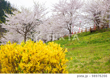 山形天童の春　桜満開の天童公園 98976266