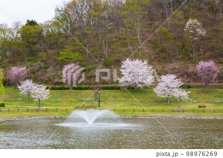 山形天童の春　桜満開の天童公園 98976269