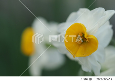 水仙の花のアップ 98976523
