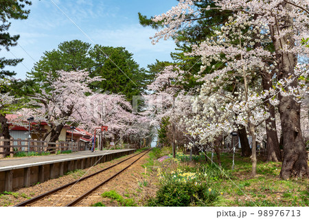 【青森県五所川原市芦野公園駅】本州最北私鉄駅の桜のトンネル 98976713