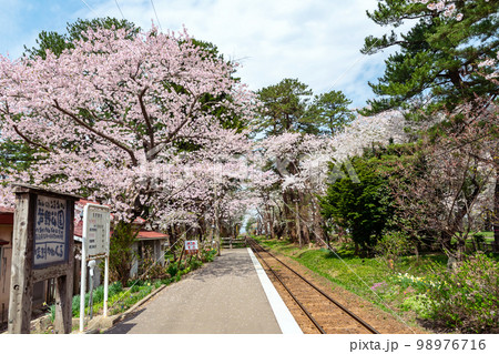 【青森県五所川原市芦野公園駅】本州最北私鉄駅の桜のトンネル 【青森県五所川原市芦野公園駅】本州最北私鉄駅の桜のトンネル 98976716