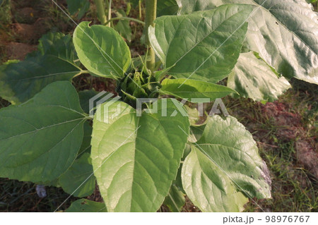 green colored sunflowers farm for harvest and oil 98976767