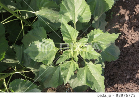 green colored sunflowers farm for harvest and oil 98976775