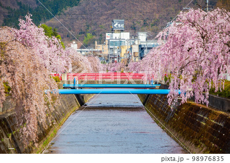 山形天童の春 倉津川しだれ桜並木 山形天童の春 倉津川しだれ桜並木 98976835