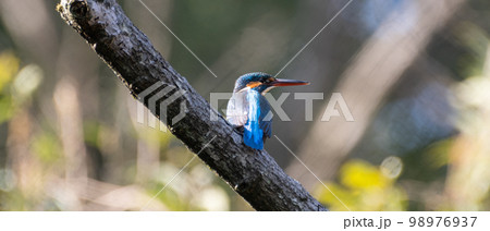 美しき青い鳥 カワセミ 美しき青い鳥 カワセミ 98976937