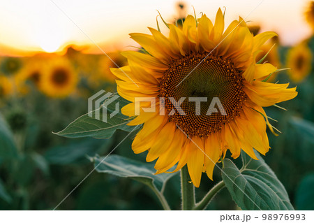 Sunflower field at sunset in the evening. A large sunflower on the background of a blooming field. 98976993