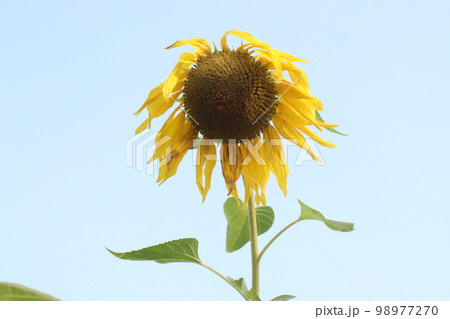 yellow colored sunflower on tree in farm for harvest and oil yellow colored sunflower on tree in farm for harvest and oil 98977270