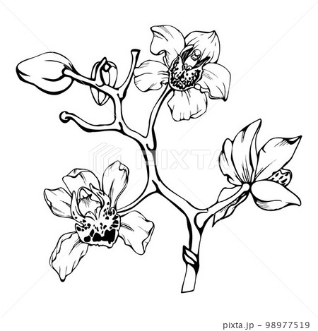 Download Orchid Flower Drawing RoyaltyFree Stock Illustration Image   Pixabay