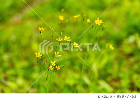 道端に咲く小さな黄色の花 道端に咲く小さな黄色の花 98977763
