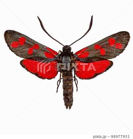 Six-spot burnet Six-spot burnet 98977931