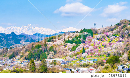 信州・小川村の春(二反田の桜) 信州・小川村の春(二反田の桜) 98978011