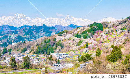 信州・小川村の春（二反田の桜） 98978027