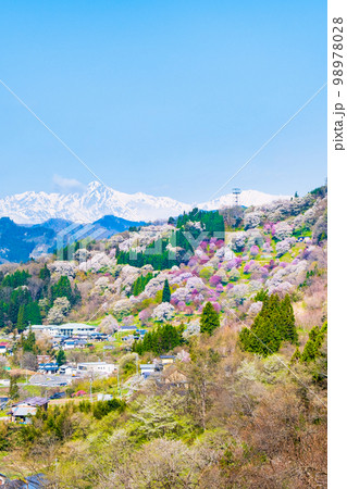 信州・小川村の春(二反田の桜) 信州・小川村の春(二反田の桜) 98978028