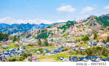 信州・小川村の春（二反田の桜） 98978032