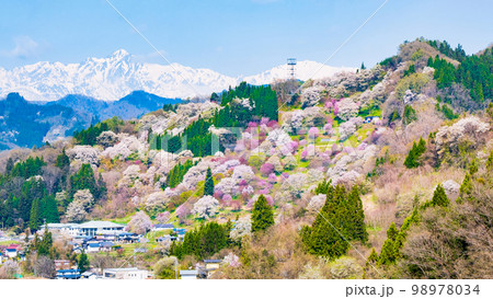信州・小川村の春（二反田の桜） 98978034