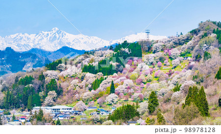 信州・小川村の春（二反田の桜） 98978128