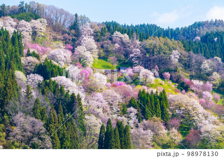 信州・小川村の春(二反田の桜) 信州・小川村の春(二反田の桜) 98978130