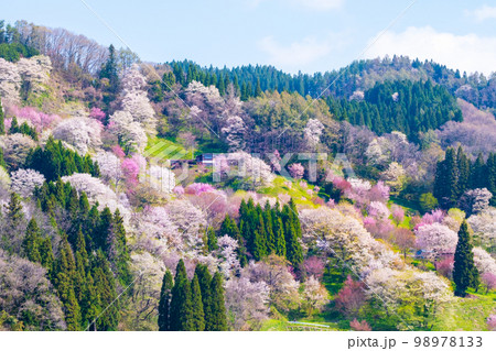 信州・小川村の春（二反田の桜） 98978133