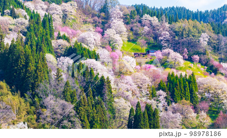 信州・小川村の春(二反田の桜) 信州・小川村の春(二反田の桜) 98978186