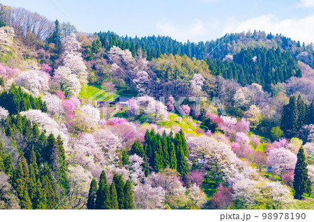 信州・小川村の春（二反田の桜） 98978190