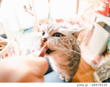 飼い猫におやつを与える 98978336