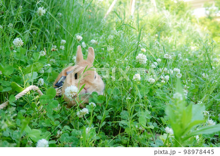 シロツメクサのある公園で散歩するうさぎ 98978445
