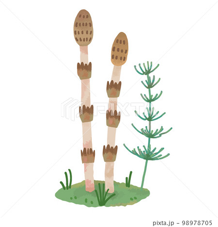 手描き風の可愛いツクシ 98978705