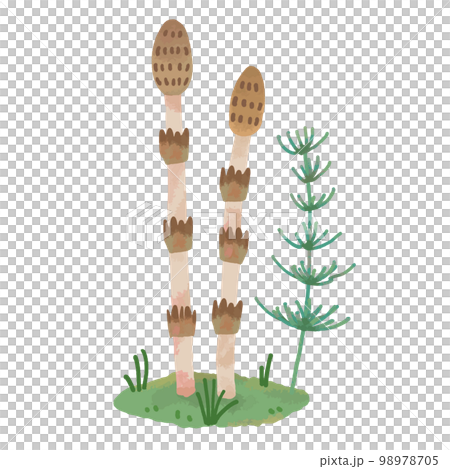 手描き風の可愛いツクシ 98978705