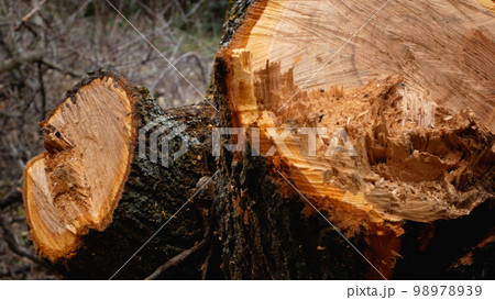 A flower from which a cucumber grows on the stem of a cucumber plant. Growing cucumbers on the bed 98978939