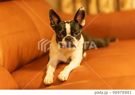 ソファでくつろぐボストンテリア ソファでくつろぐボストンテリア 98978981