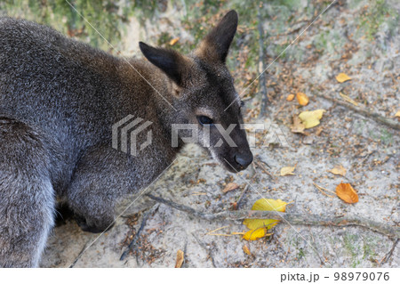 Red-necked Wallaby 98979076