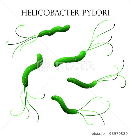 Helicobacter pylori bacteria. Vector illustration, cartoon style 98979329