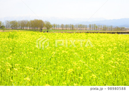 新潟市福島潟の菜の花畑 98980588