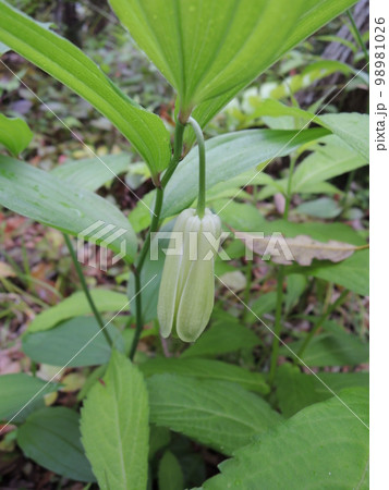 ホウチャクソウ　学名：Disporum sessile 98981026