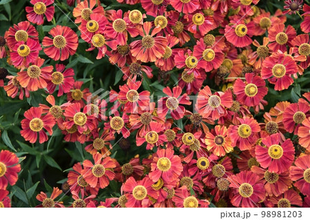 flowers. Many flowers with bright red petals and yellow pistils in the center of the flower. Wildflowers in large numbers. 98981203