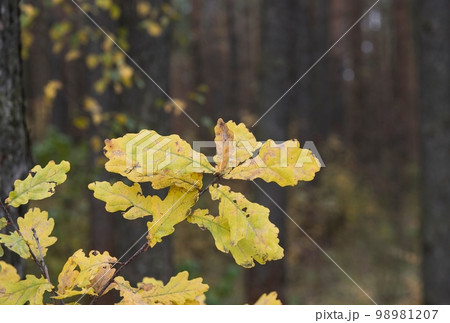 Autumn oak leaves. Bright yellow saturated oak leaves on the branches of a tree. Autumn day. 98981207