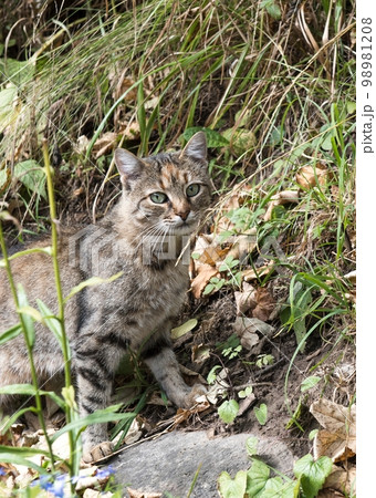 A domestic cat walks on the street among tall grass and fallen yellow autumn leaves. Walk the animal in cool weather. 98981208