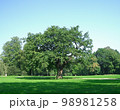 Baum　木　公園の木 98981258
