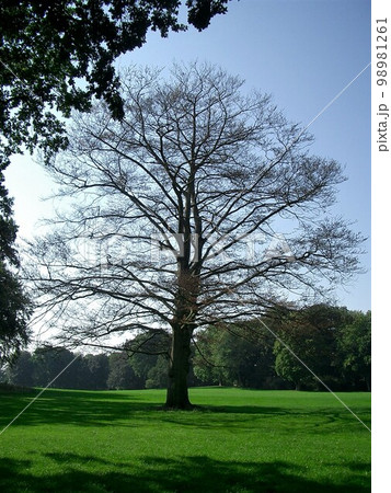 Baum 木　冬の木 98981261