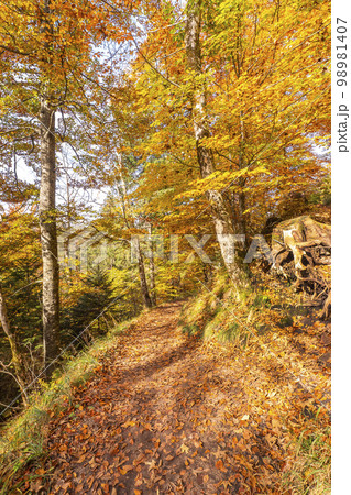 Autumn Mixed Forest, Fussen, Germany 98981407