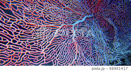 Gorgonian, Maldives 98981417