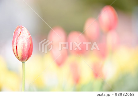 早春の景色 早春の景色 98982068