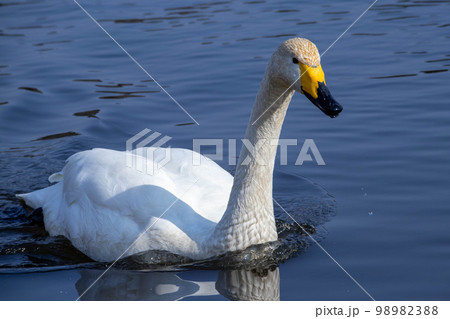 一羽で泳ぐ白鳥　その5 98982388