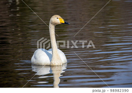 一羽で泳ぐ白鳥　その1 98982390