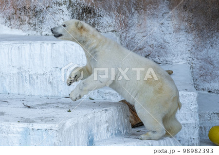 天王寺動物園 ホッキョクグマ 天王寺動物園 ホッキョクグマ 98982393