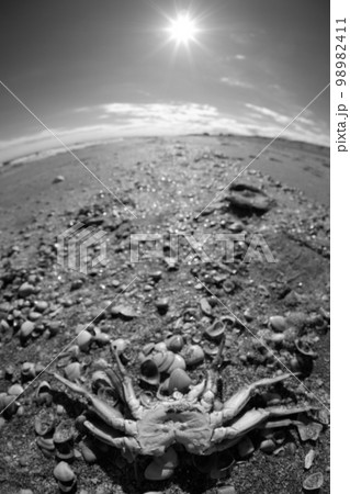 砂浜に漂着した蟹の死骸 砂浜に漂着した蟹の死骸 98982411